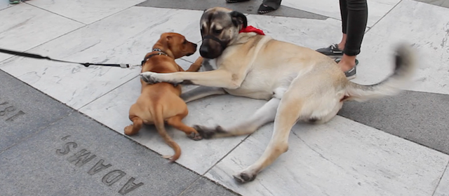 Screen Shot 2015-11-14 at 6.37.37 PM